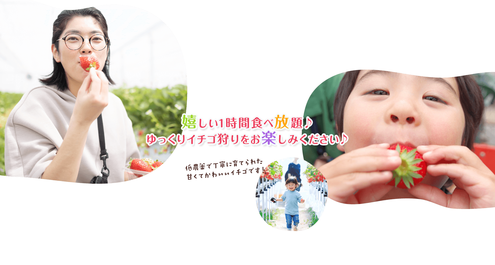 嬉しい時間無制限！食べ放題♪ゆっくりイチゴ狩りをお楽しみください♪